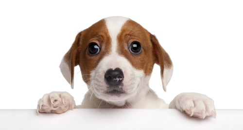 puppy